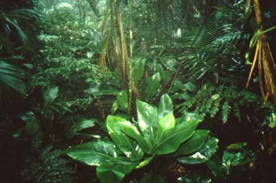 Biodiversity of the Tropical Forests – A Continent Called Brazil